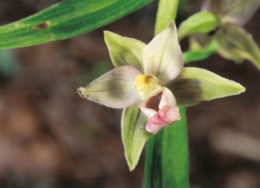 Les orchidées, professionnelles de la séduction