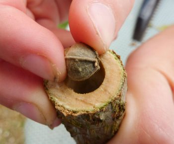 Une sarbacane 100% naturelle avec du bois de sureau