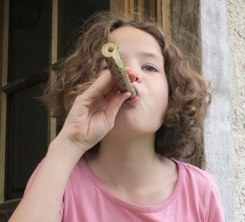 Une sarbacane 100% naturelle avec du bois de sureau