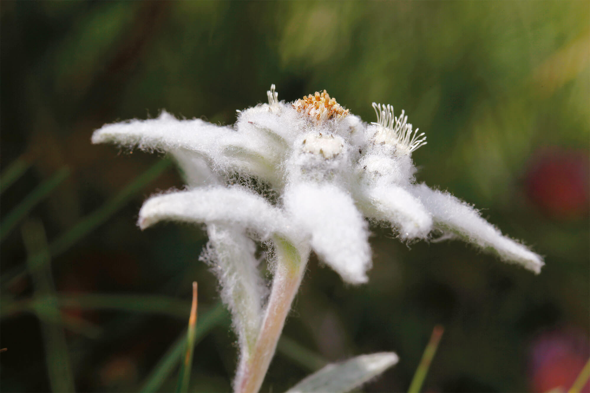 Des toisons à foison: les plantes ont des poils!
