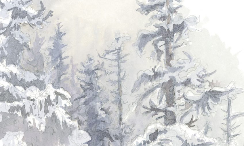 Distinguer l'épicéa et le sapin blanc