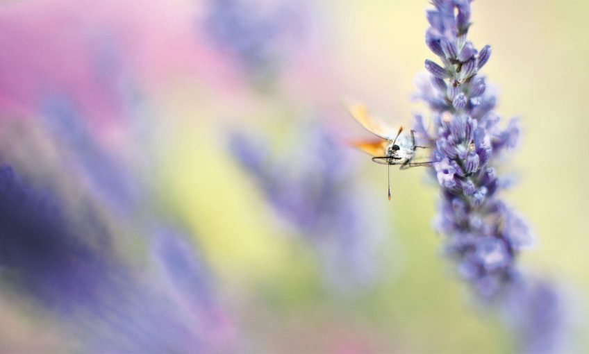 Respirez à plein nez les parfums de la nature