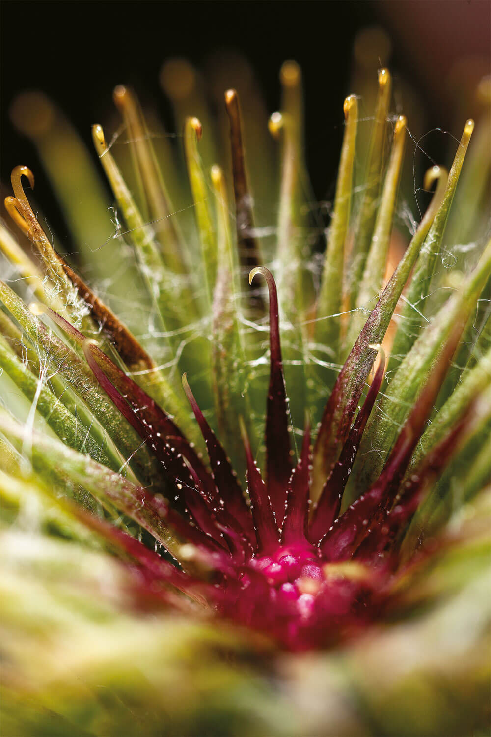 Des toisons à foison: les plantes ont des poils!