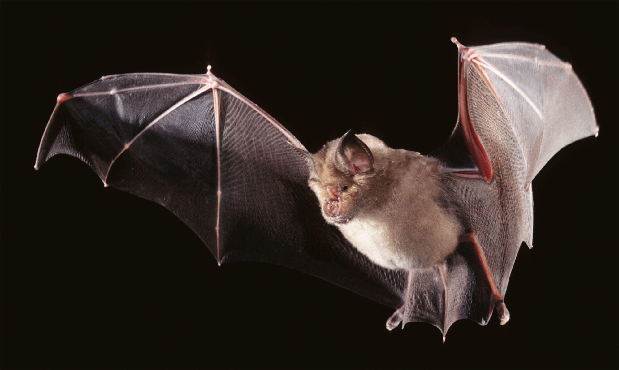 Chauves-souris dérangées en hibernation