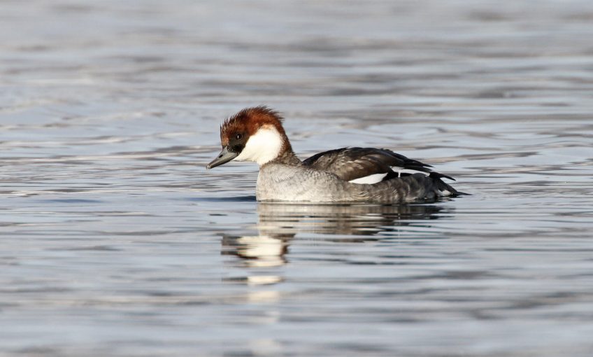 Harle piette, l'oiseau du froid