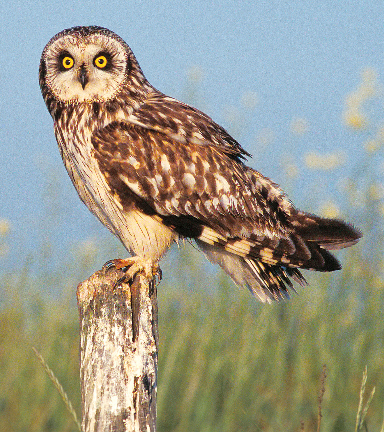 Hibou voyageur ou casanier ?