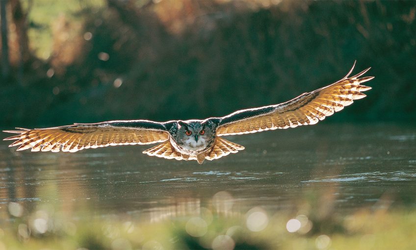 Hibou voyageur ou casanier ?