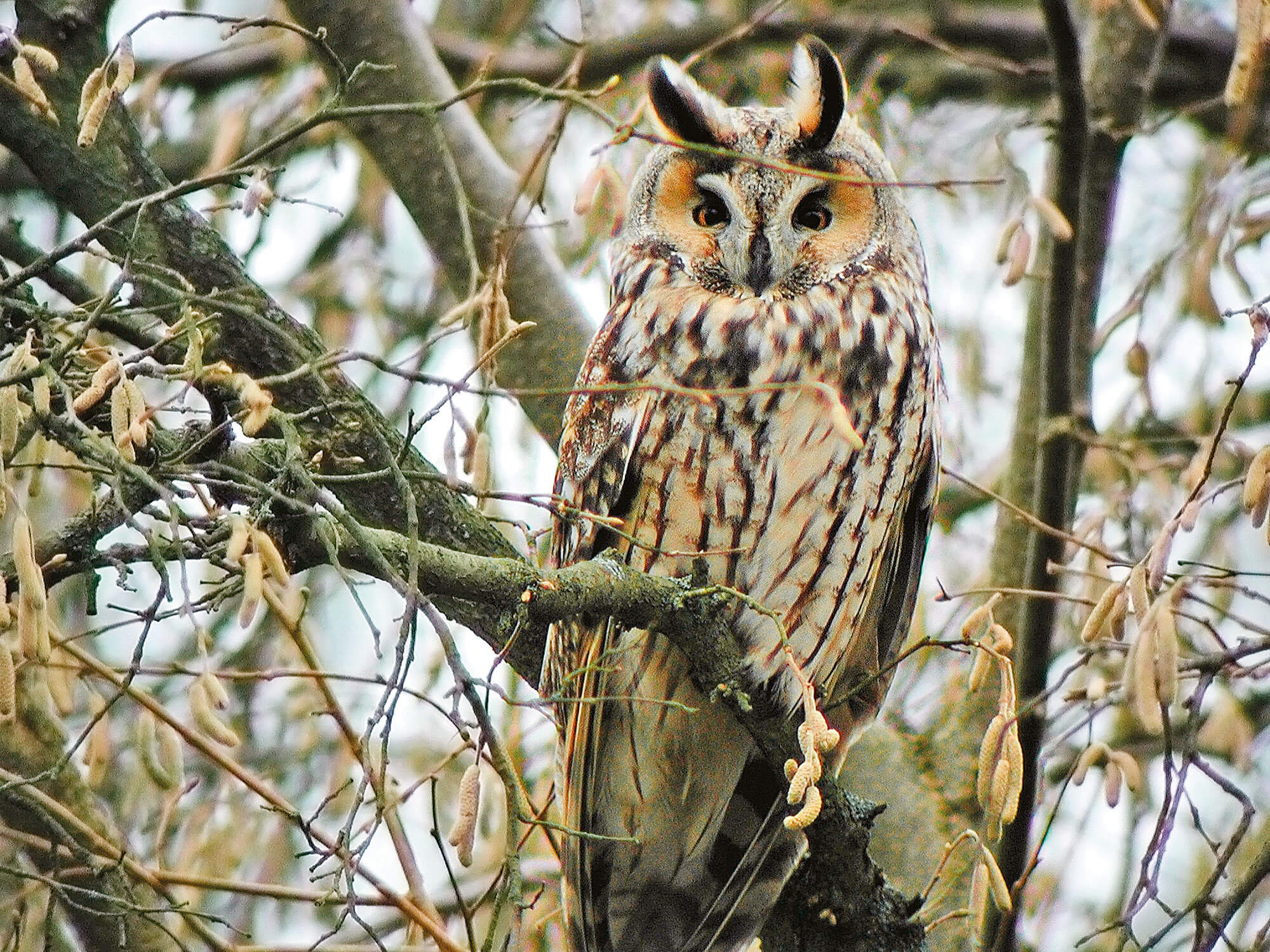 Hibou voyageur ou casanier ?
