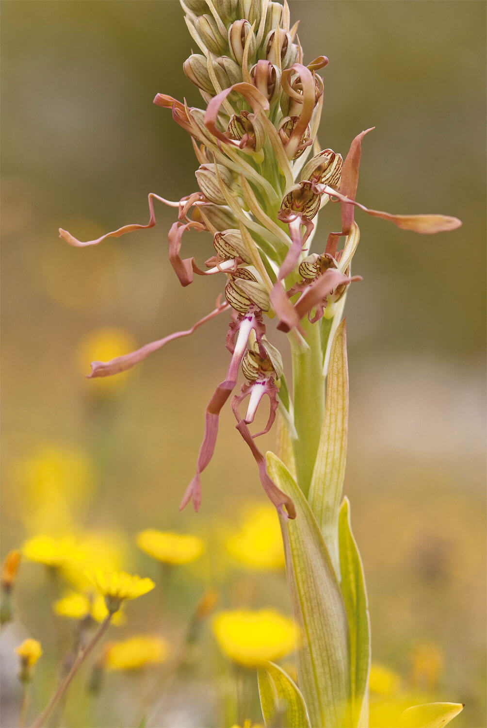 Les orchidées, professionnelles de la séduction