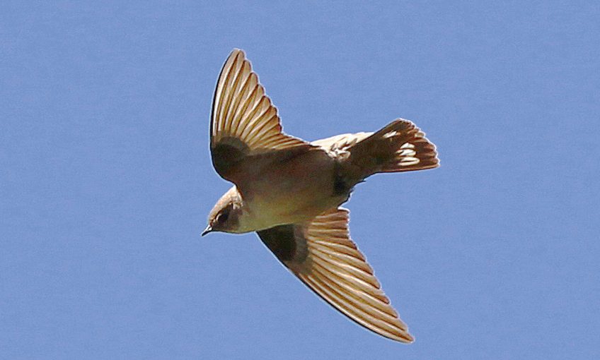 Hirondelle pré-printanière