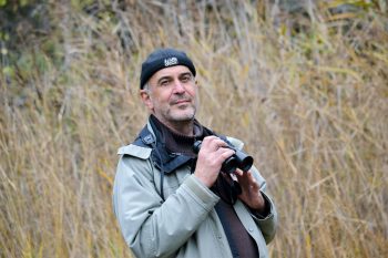 Harle piette, l'oiseau du froid