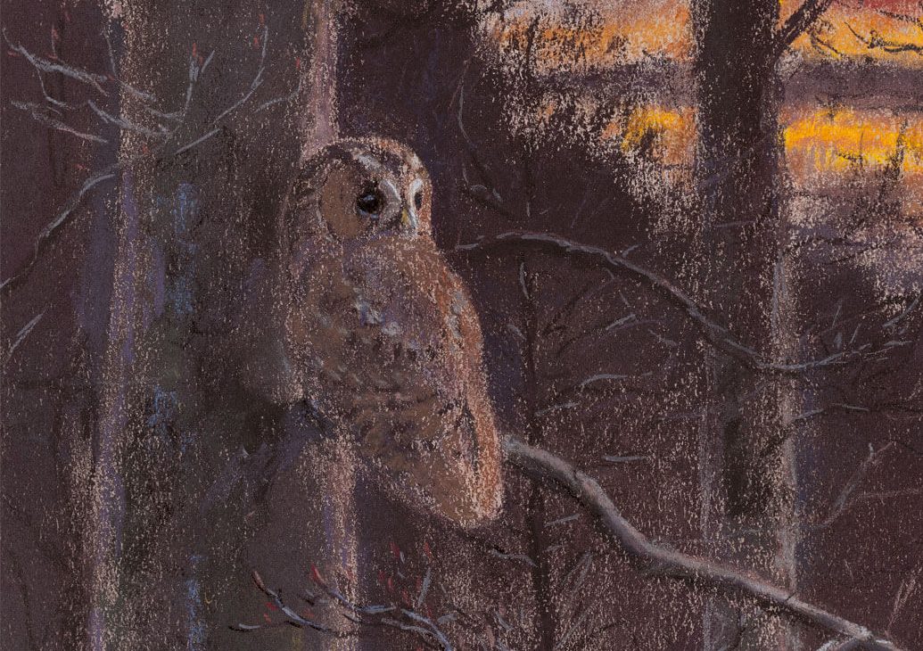 La chouette hulotte, aventures d'une noctambule