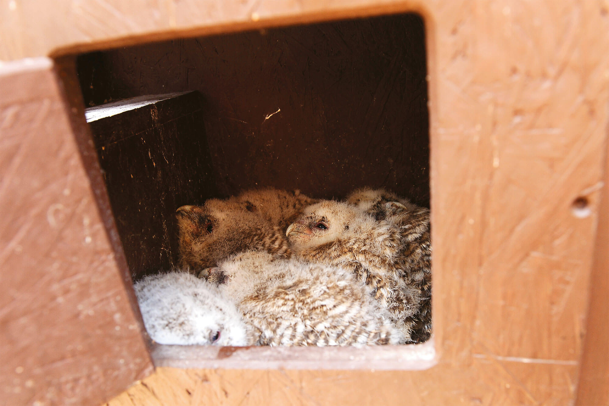 Opération chouettes: c'est dans la boîte !