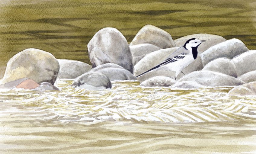 Oiseaux de rivière dessinés par Pierre Baumgart