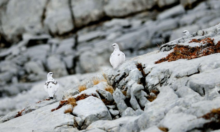 Lagopède en camouflage révélateur