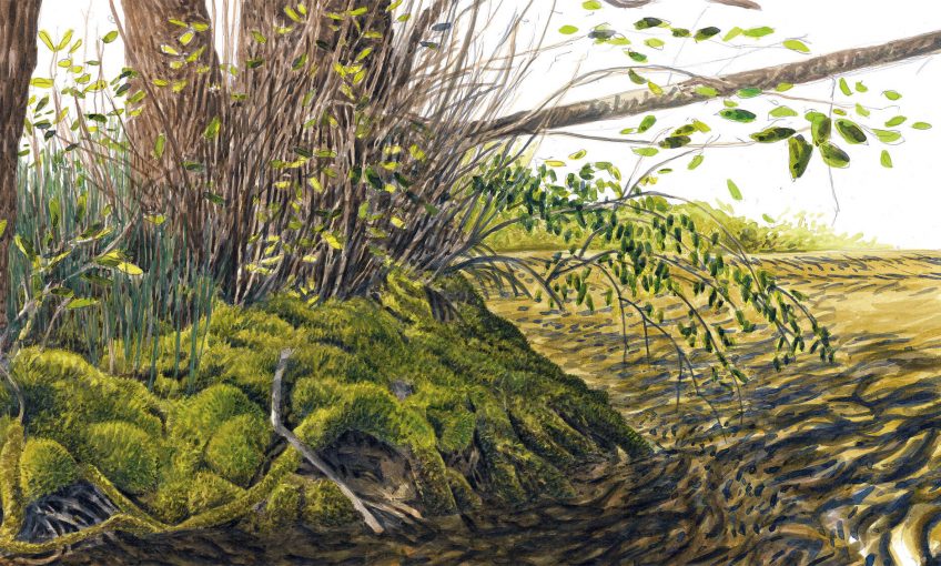 Plantes étonnantes des berges