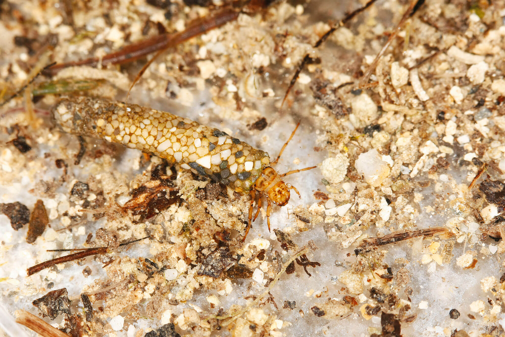 Observation des insectes des rivières