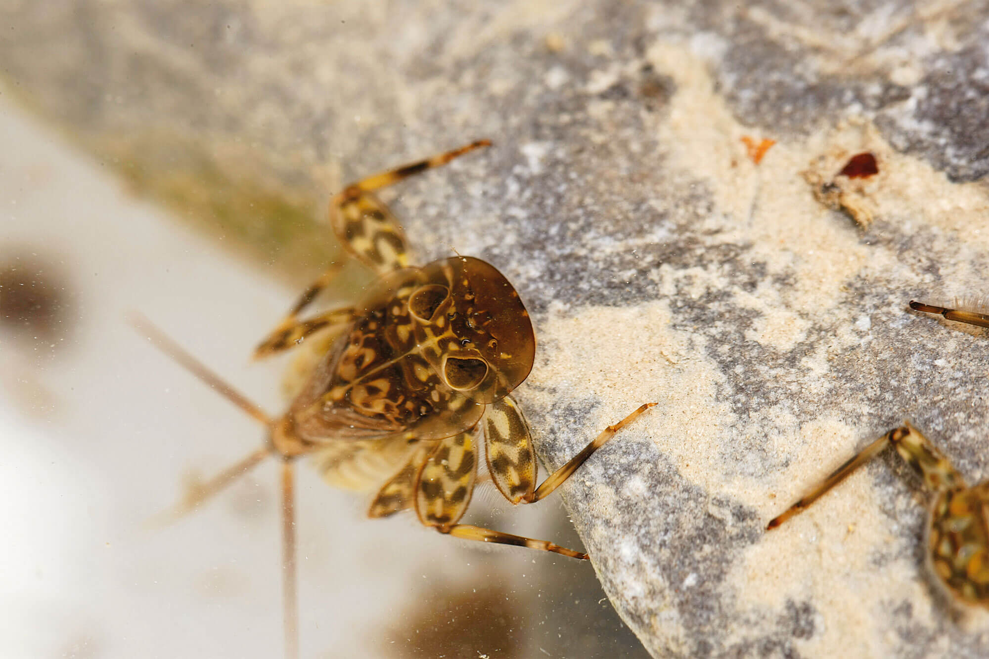 Observation des insectes des rivières