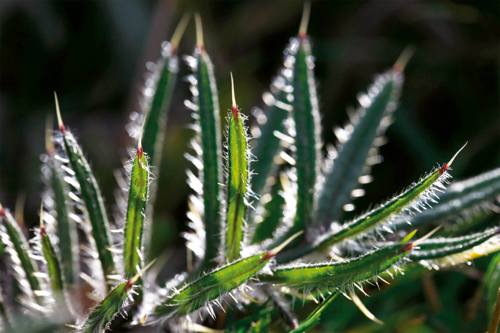 Des toisons à foison: les plantes ont des poils!