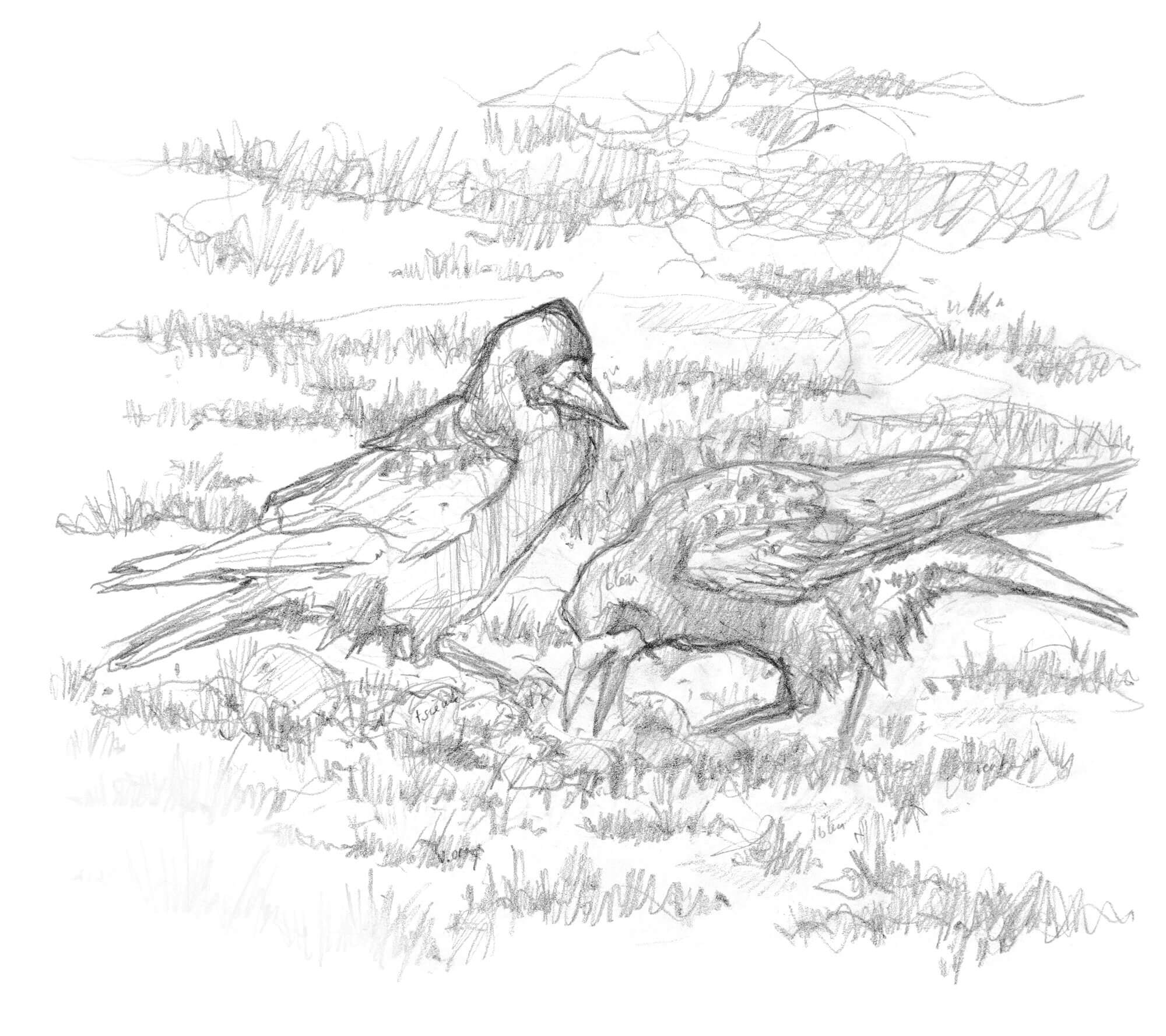Naissance d'une image de corbeaux freux