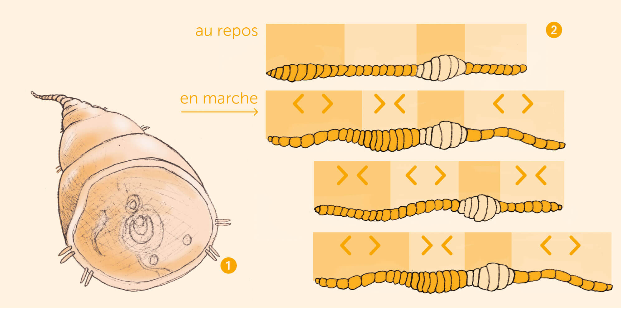 Des poils, même les vers en ont