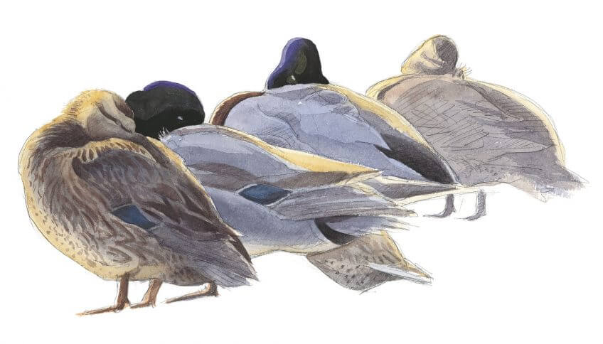 Observer les canards