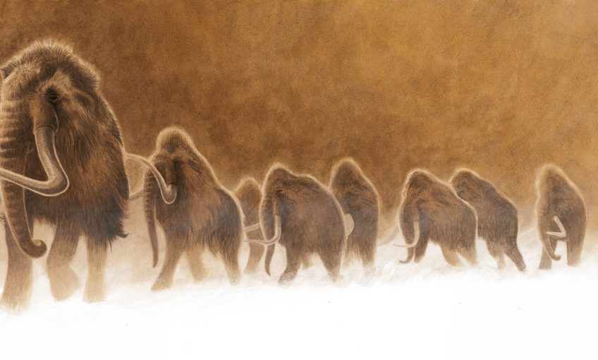 La puissance et la gloire du mammouth