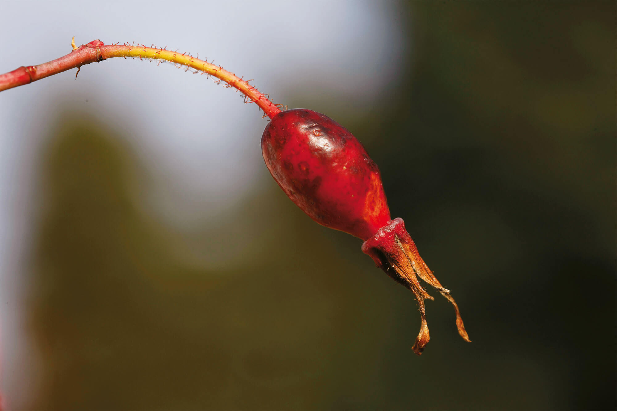 Des toisons à foison: les plantes ont des poils!