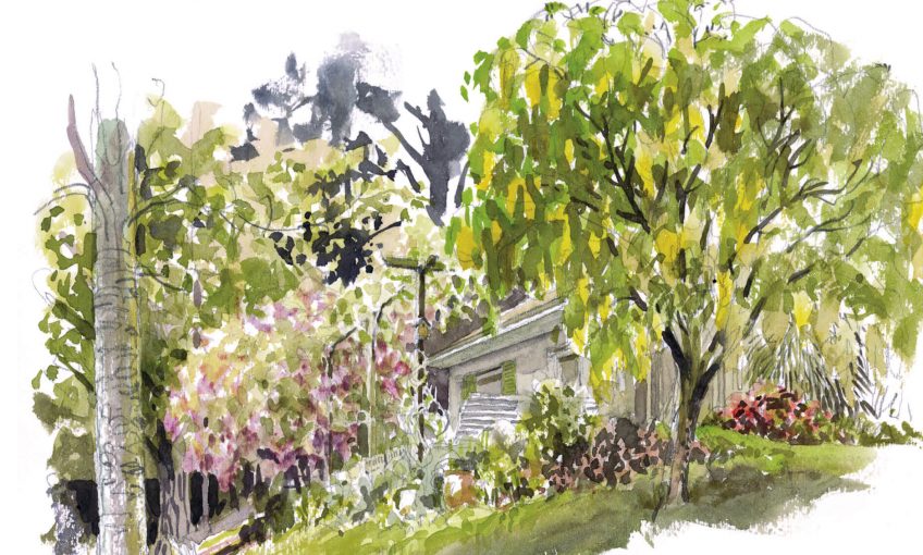 La mésange charbonnière au jardin