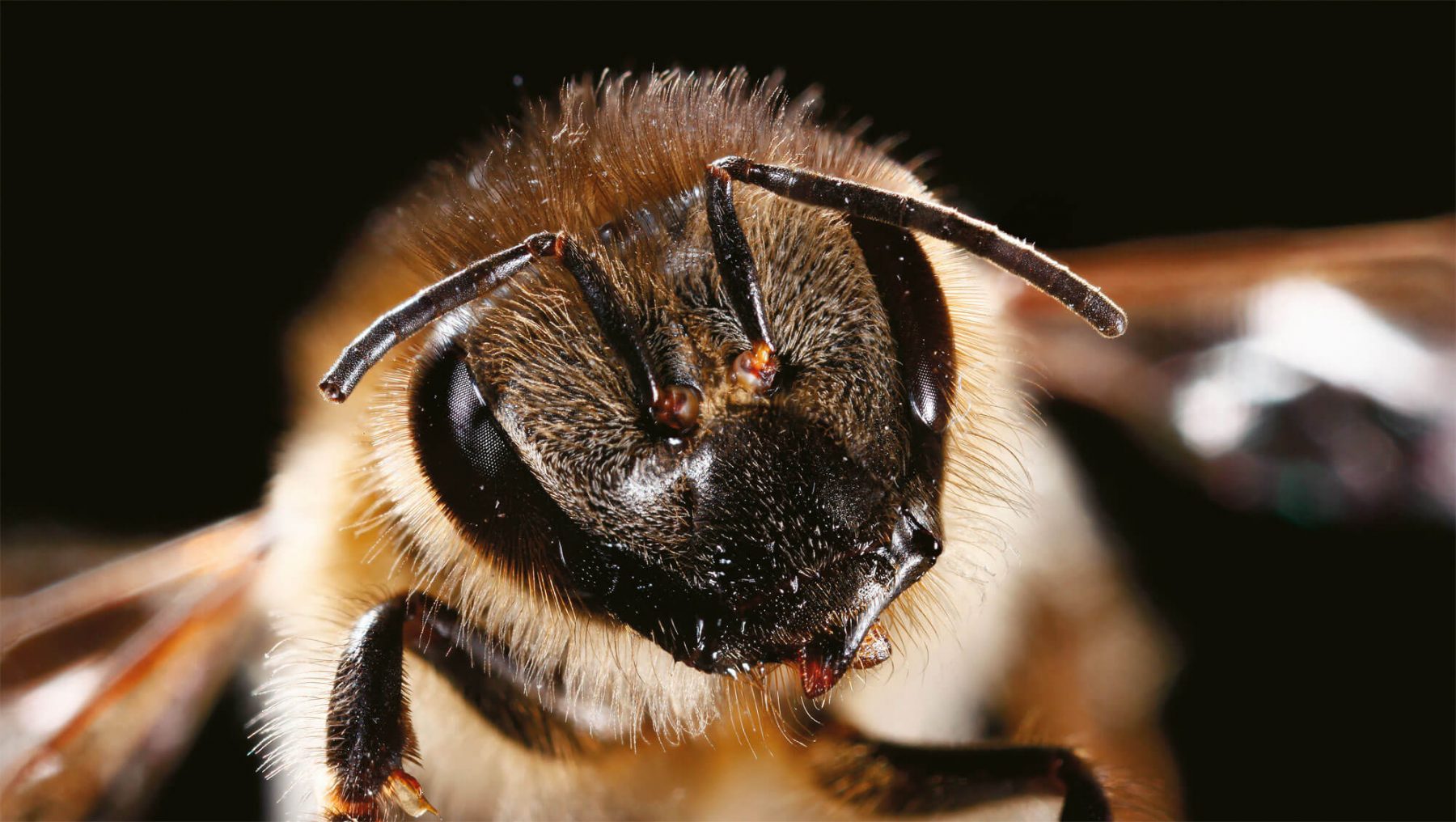 Pourquoi l'abeille est-elle couverte de poils ? - La Salamandre