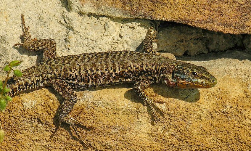 Le lézard des murailles, un petit curieux