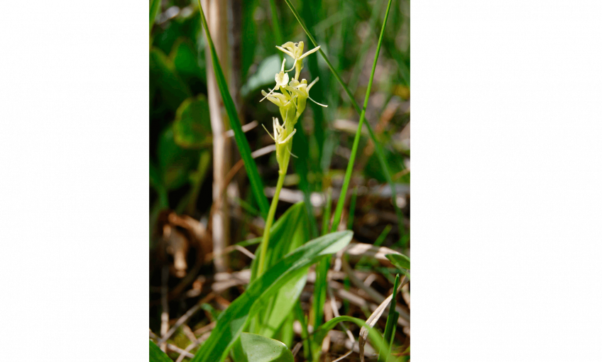 Liparis, l'orchidée baladeuse
