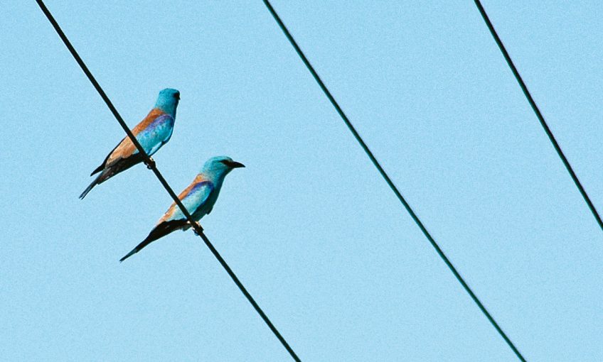Rollier, l'oiseau bleu