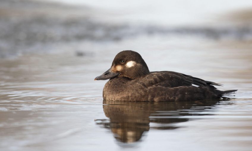 Les macreuses, oiseaux de toundra