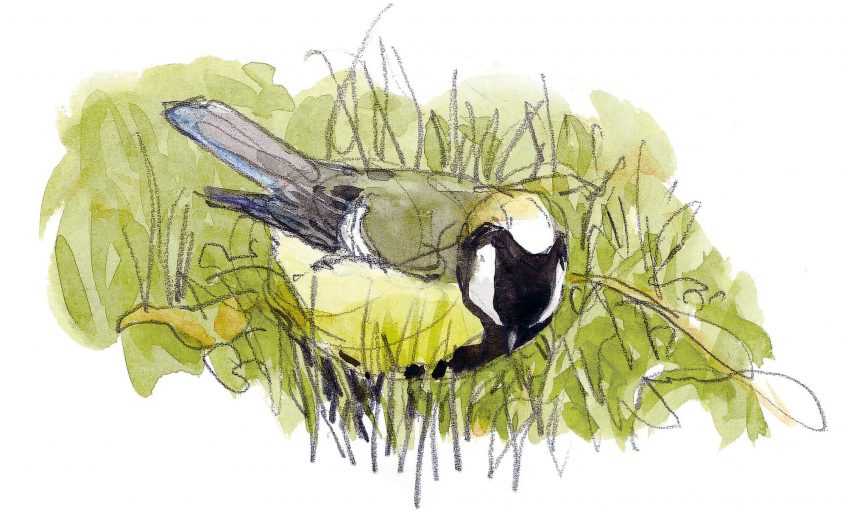 Quand la mésange reste l'hiver