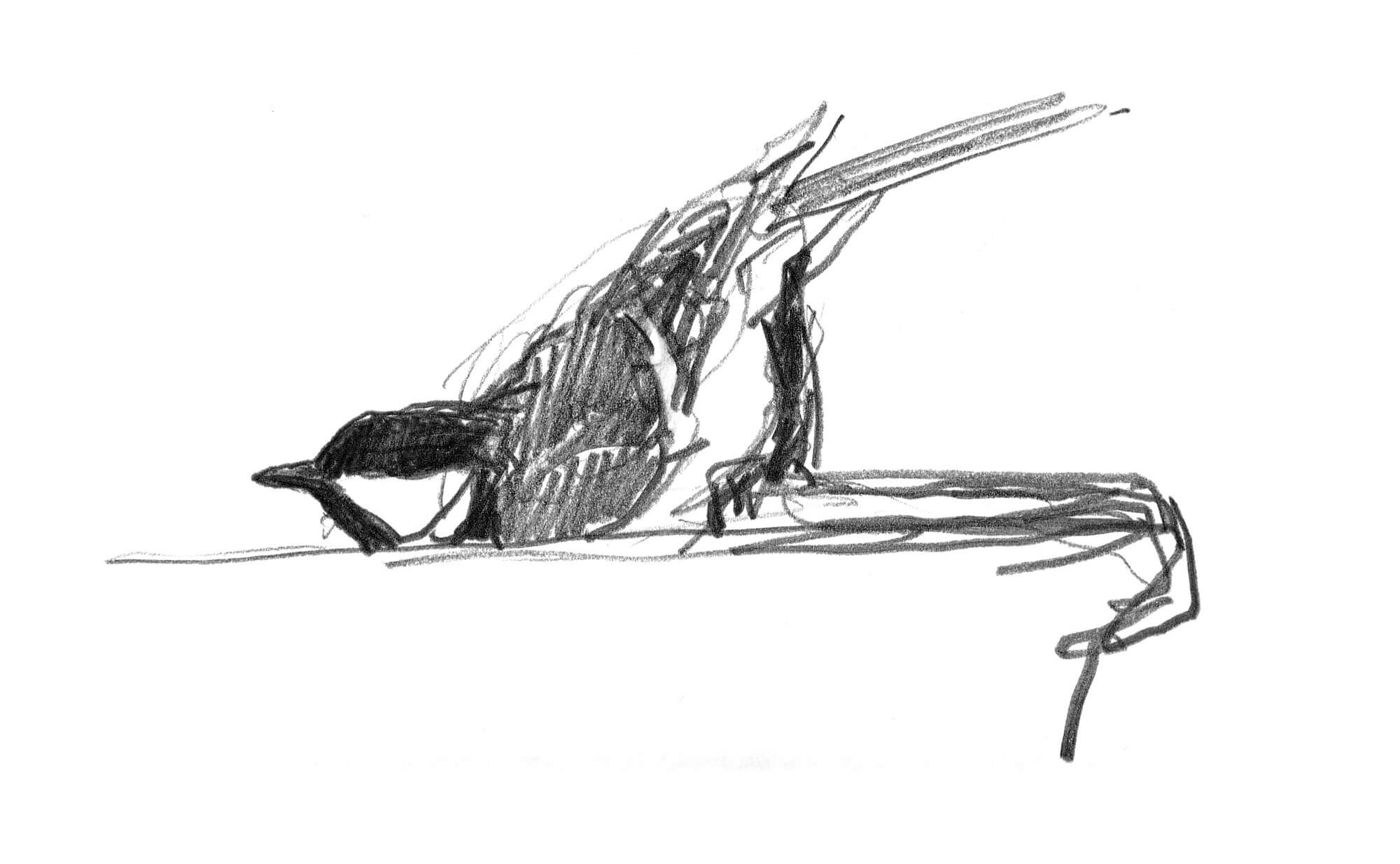 La mésange charbonnière au jardin