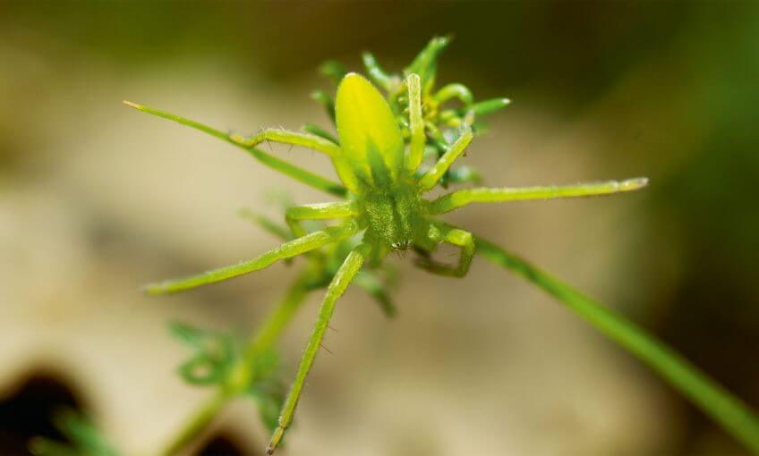 Micrommata virescens, l'araignée bijou