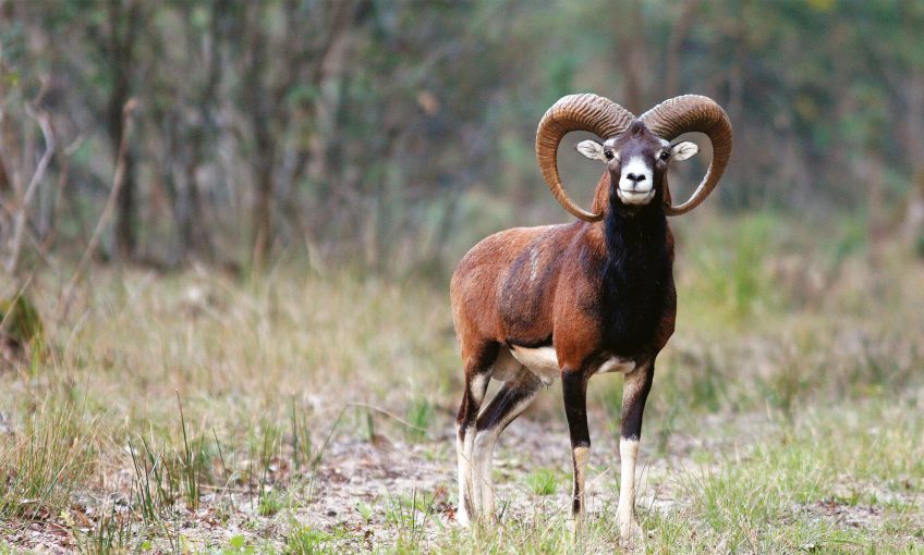 Mouflons de Corse encore en danger