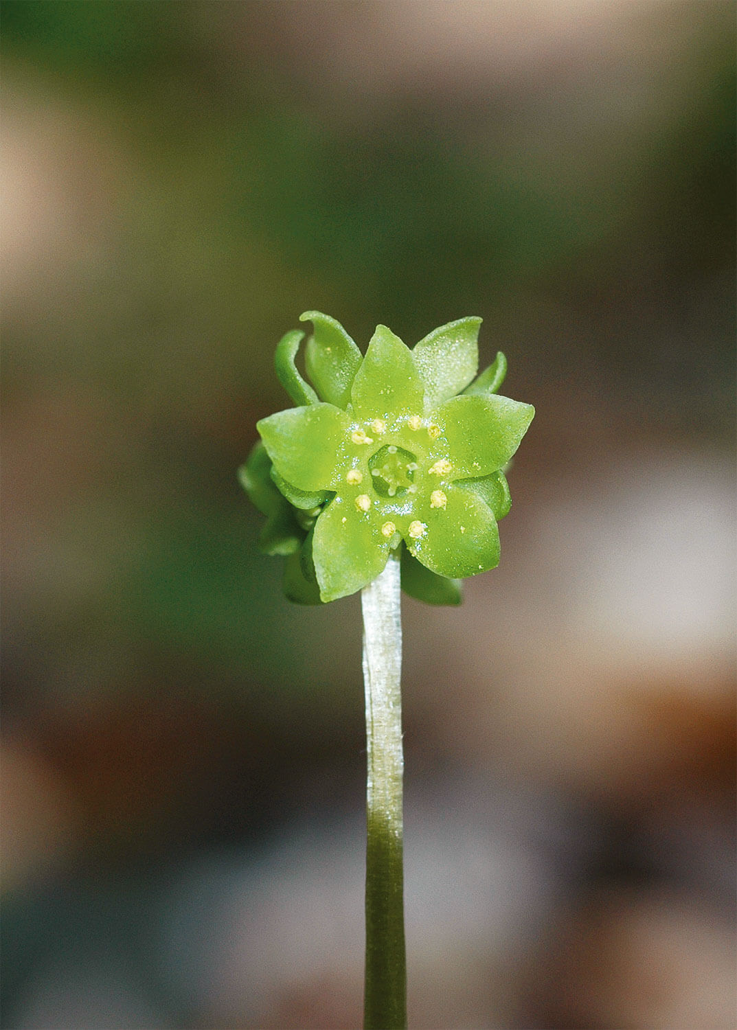 Plantes étonnantes des berges