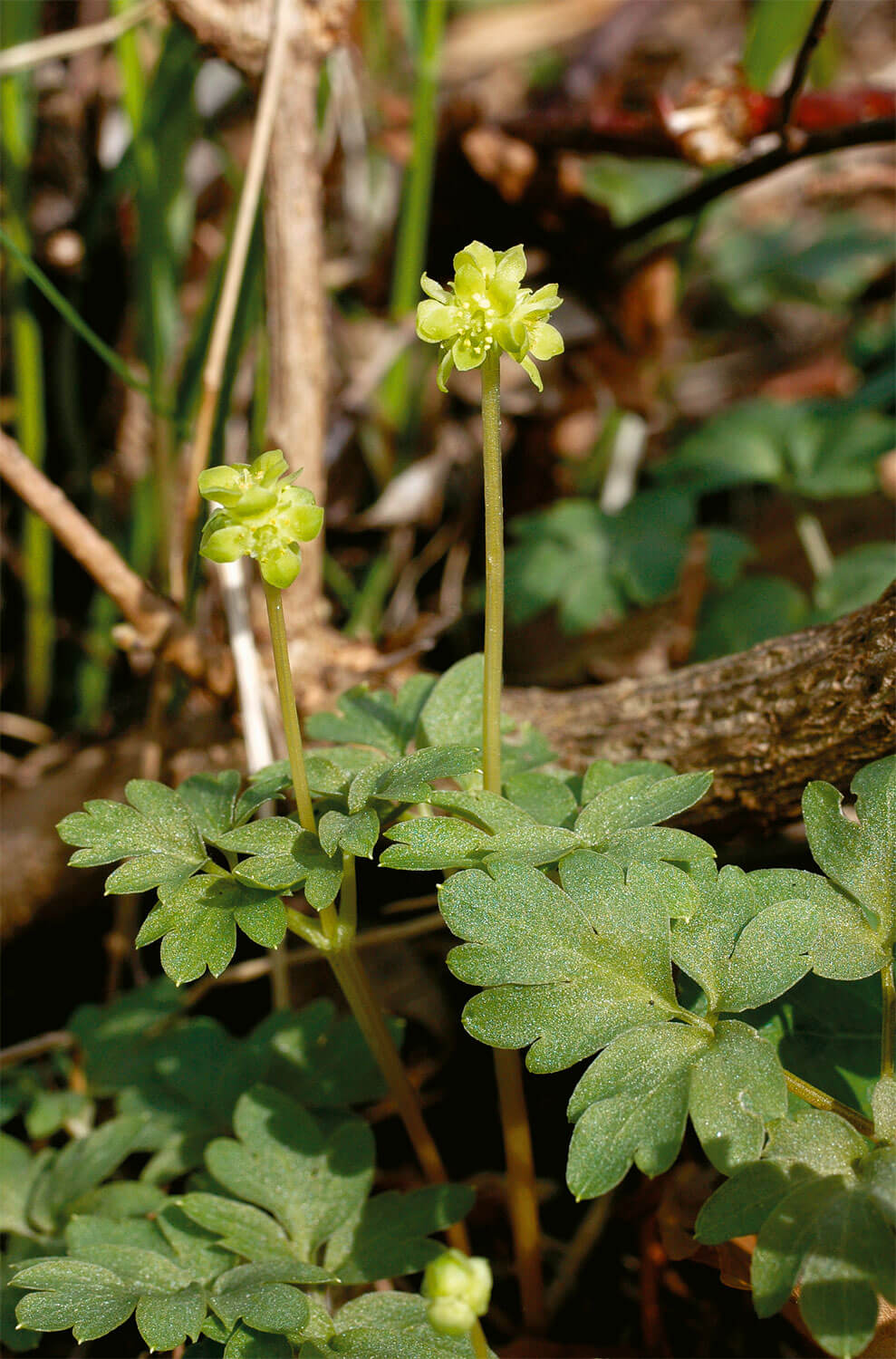 Plantes étonnantes des berges