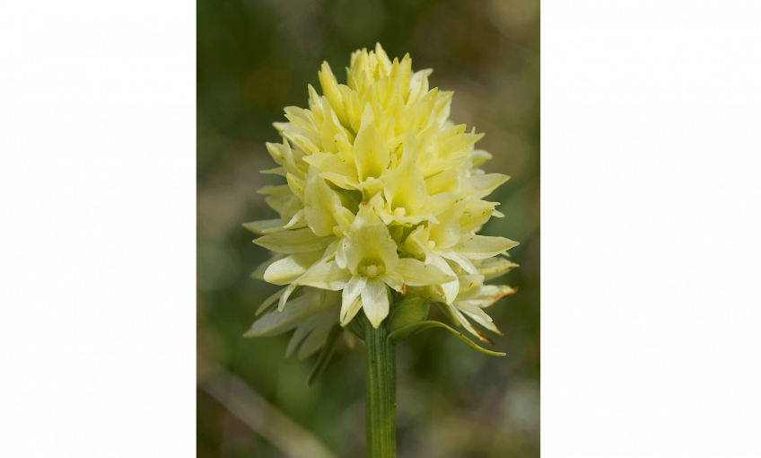 Orchis vanillé au parfum des îles