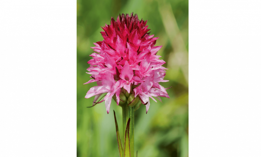 Nigritella rubra, un rubis alpestre