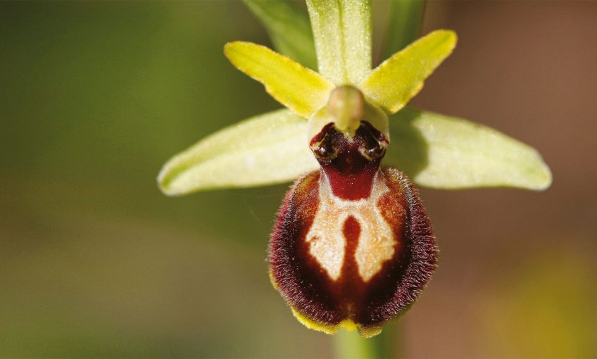 Les espiègleries des orchidées