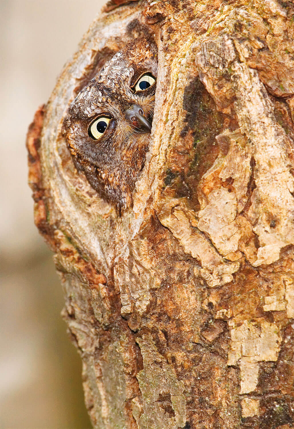 Hibou voyageur ou casanier ?