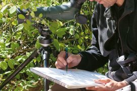 Bergeronnette Cincle Et Autres Oiseaux De Rivière La