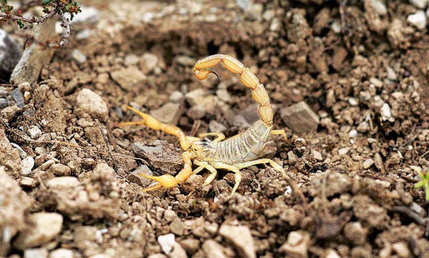 Pince-moi ! Il y a scorpion !