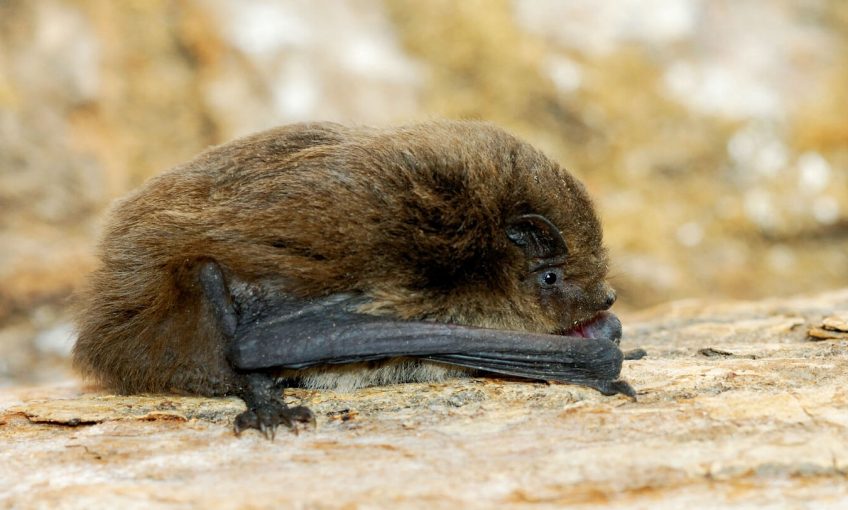 Chauves-souris surprise dans le filet