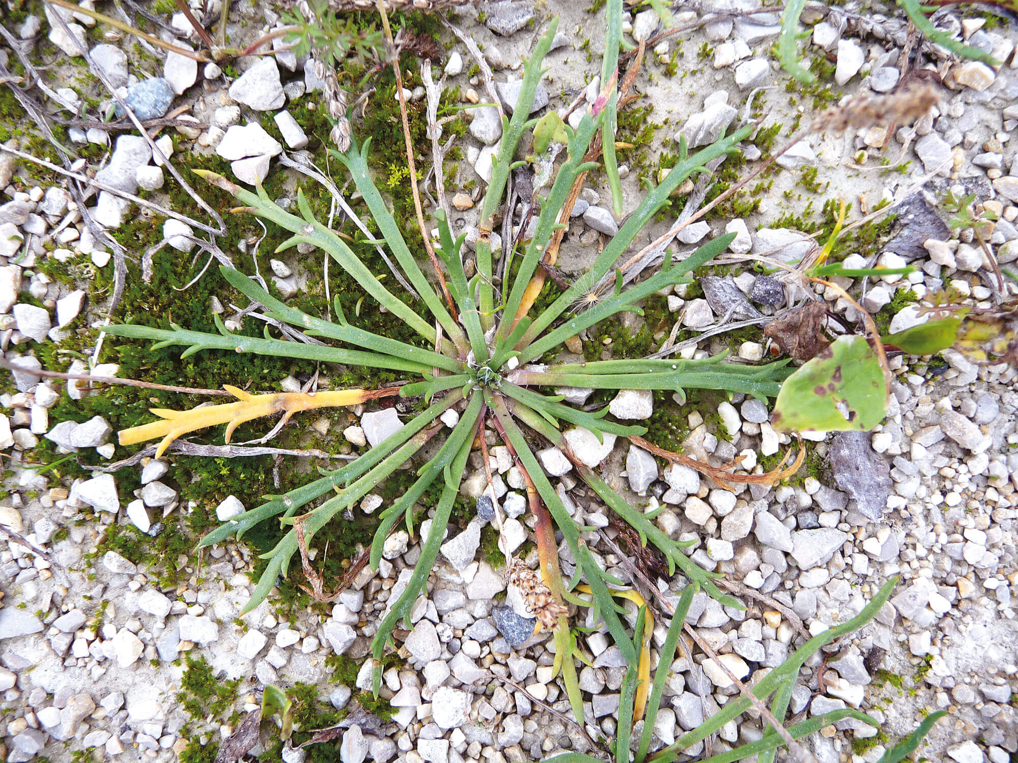 Des plantes folles de sel