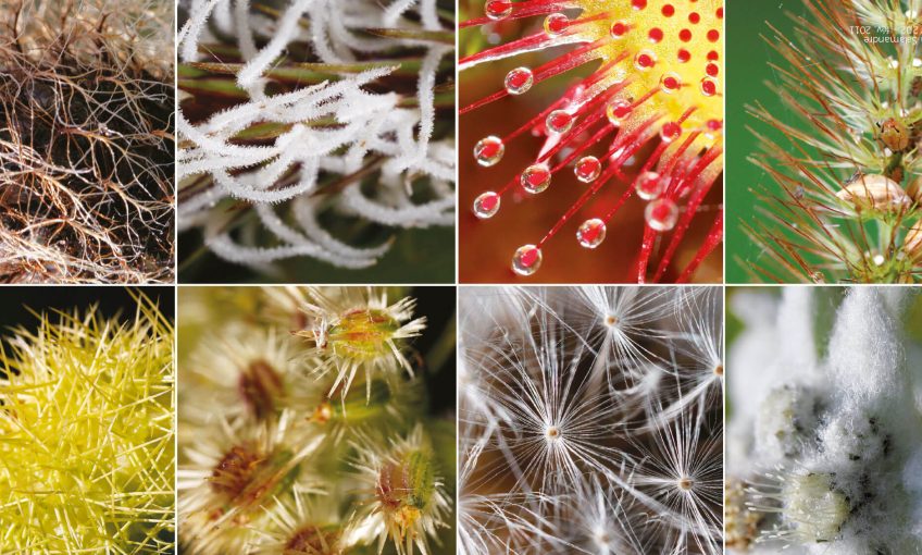Des toisons à foison: les plantes ont des poils!
