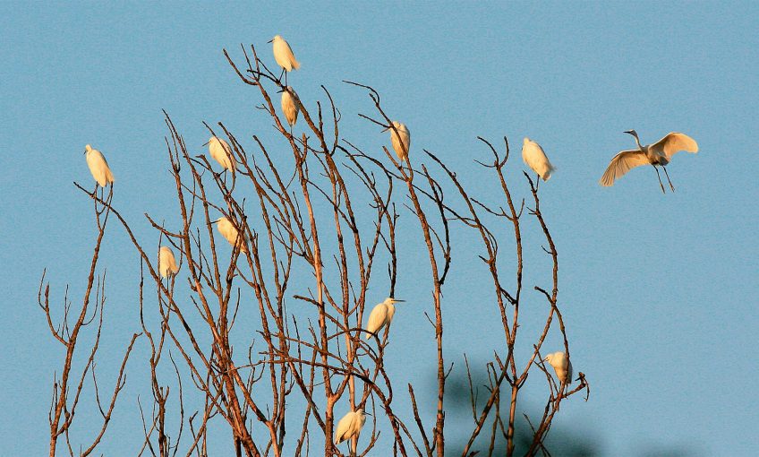 Feuillage de plumes en aigrettes